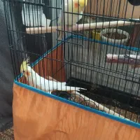 عروس هلندی لوتینو