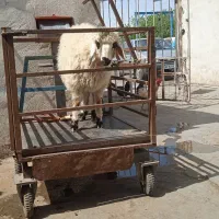 گوسفند پرواری  تلفنی با قصاب ارسال درب منزل