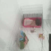 خرگوش نیمه لوپ با وسایل