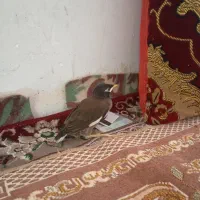 مینا یک ماه