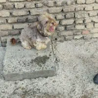 سگ پاکوتاماده