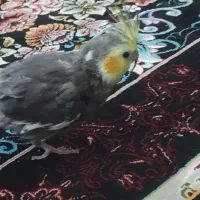 عروس پسر
