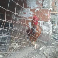 خروس ومرغ محلی