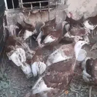 بوقلمون نر  بوربون قرمز|حیوانات مزرعه|امیدیه, |دیوار