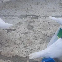 کبوتر طوقی