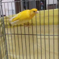 قناری نر،شلاقی بخون