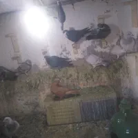 تعدادی کفتر