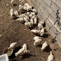 جوجه بوقلمون چهل روزه بیرونی سیکس اصل وزن ۱.۵|حیوانات مزرعه|رفسنجان, |دیوار