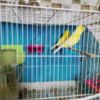 یک جفت قناری اورجینال طلایی