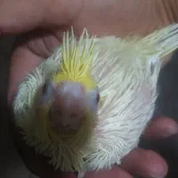 عروس هلندی از۲ماهه الی بالغ|پرنده|سنگر, |دیوار