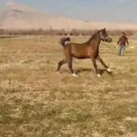 کره اسب|اسب و تجهیزات اسبسواری|سیدان, |دیوار