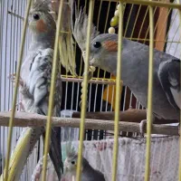 عروس هلندی|پرنده|رشت, خرسندی|دیوار