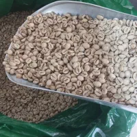 دان سبز قهوه روبوستا و عربیکا