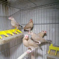 فنچ نرگسی شکلاتی فنچ جاوا در اندیشه|پرنده|تهران, چیتگر جنوبی|دیوار