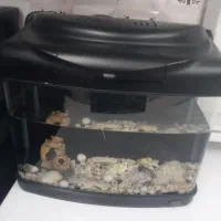 آکواریوم|ماهی|سنندج, |دیوار