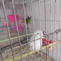 عروس کوتوله خوشرنگ کاشمر