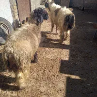 فروش دوراس بره قوچی بختیاری