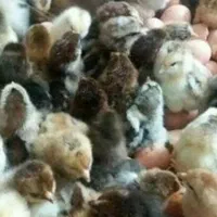 جوجه یکروزه