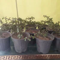 کراسولا