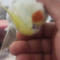 فروش عروس هلندی لوتینو نر