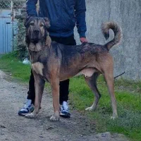 سگ سرابی جوان