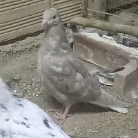 ج4جوجه هفترنگ دم سفید