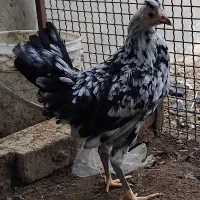 نیمچه مرغ گلین