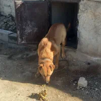 سگ نگهبان|حیوانات مزرعه|تهران, سعیدآباد|دیوار