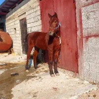 فروشی|اسب و تجهیزات اسبسواری|شاندرمن, |دیوار