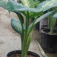 بامبو .شامادورا.گلدان|گل و گیاه طبیعی|ورامین, ورامین|دیوار