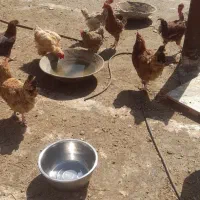 فروش جوجه مرغ و خروس رسمی|حیوانات مزرعه|قم, جمکران|دیوار