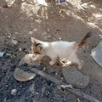 بچه گربه رایگان|گربه|خبر, |دیوار