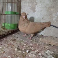 کبوتر|پرنده|قشم, |دیوار