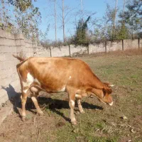 حیوان مزرعه