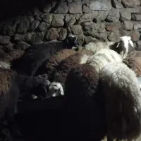 بره و گوسفند فروشی