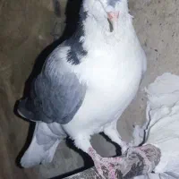 گمشده