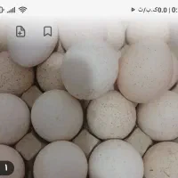 تخم‌بوقلمون