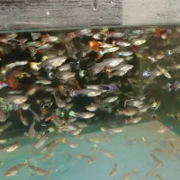 ماهی گوپی بالغ. غذا