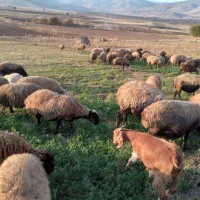 میش و بره|حیوانات مزرعه|دینور, |دیوار