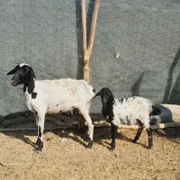 یک راس میش بره نژاد سومال