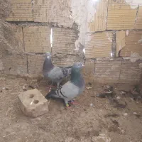 کفتر ۳۰۰ تومان
