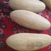 خربزه مشهدی درشت  بهترین بار منطقه|خوردنی و آشامیدنی|کبودرآهنگ, |دیوار