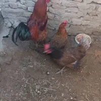 10000000|حیوانات مزرعه|کبودرآهنگ, |دیوار