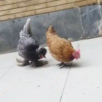 مرغ تخمگذار سلطان و لری اصل