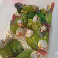 فروشگاه اینترنتی پرنده سرای پر طلا