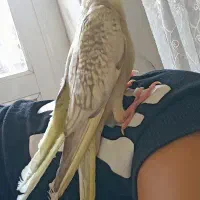 آماده سخنگو|پرنده|برخوار, |دیوار