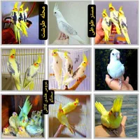 عروس هلندی سخنگو چلوندنی مولد تضمینی واکسینه شده