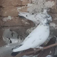 کفتر ذات دار دونه ای ۲۵۰