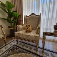 پامر روباهی ماده