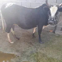 گاو شکم دار